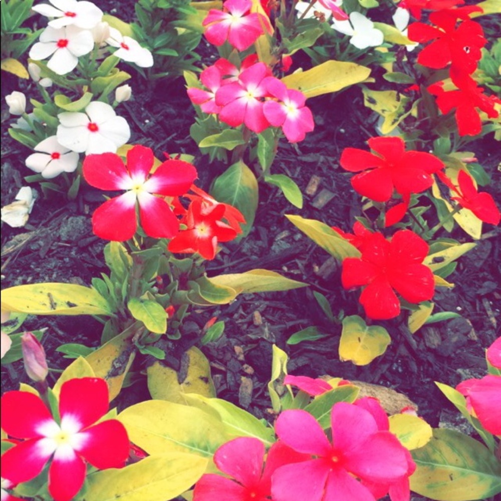 Meet your Posher, Imani